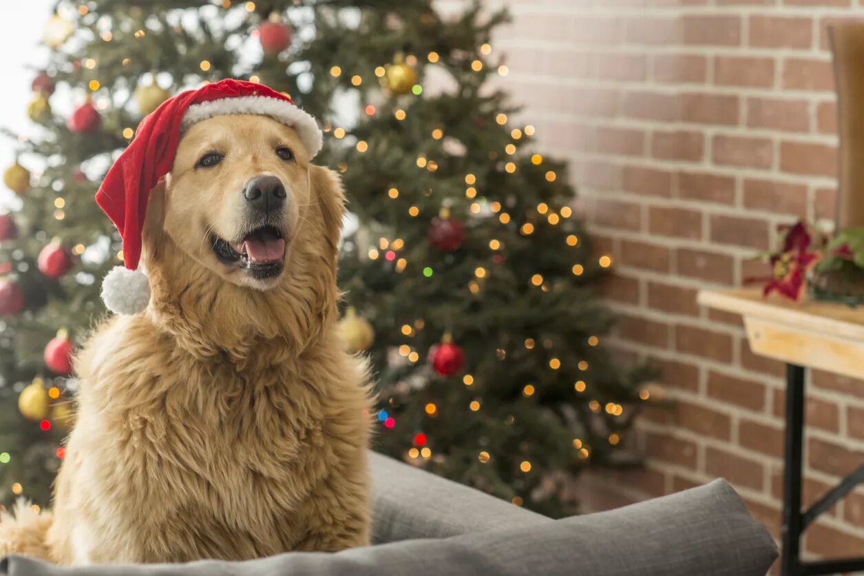 Камни года собаки. Новогодняя собака. Собака Рождество. Новогодний пес. Новогодние обои с собаками.