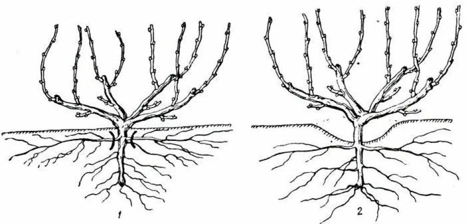 Корневая система винограда. Катаровка винограда это. Корневая система винограда глубина. Корневая система виноградной лозы.
