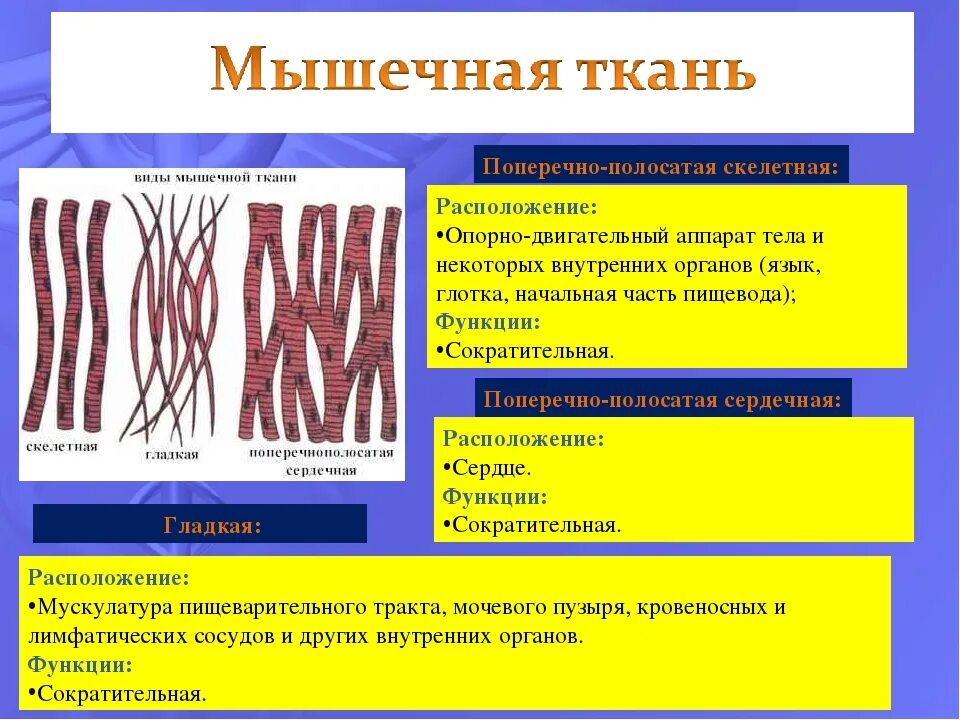 Какую функцию выполняет мышечная ткань в организме. Мышечная ткань строение и функции. строение поперечно полосатой мышечной ткани таблица. мышечная ткань строение и функции местоположение. функции гладкой мышечной ткани человека 8 класс биология.