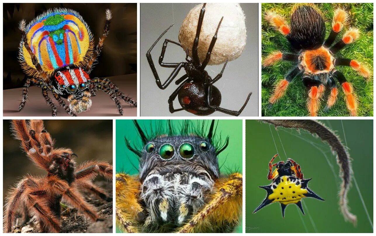 Паук относится к паукообразным. Пауки разные виды. Отряды пауков и насекомых. Паукообразные относятся к насекомым. Отряд пауки.