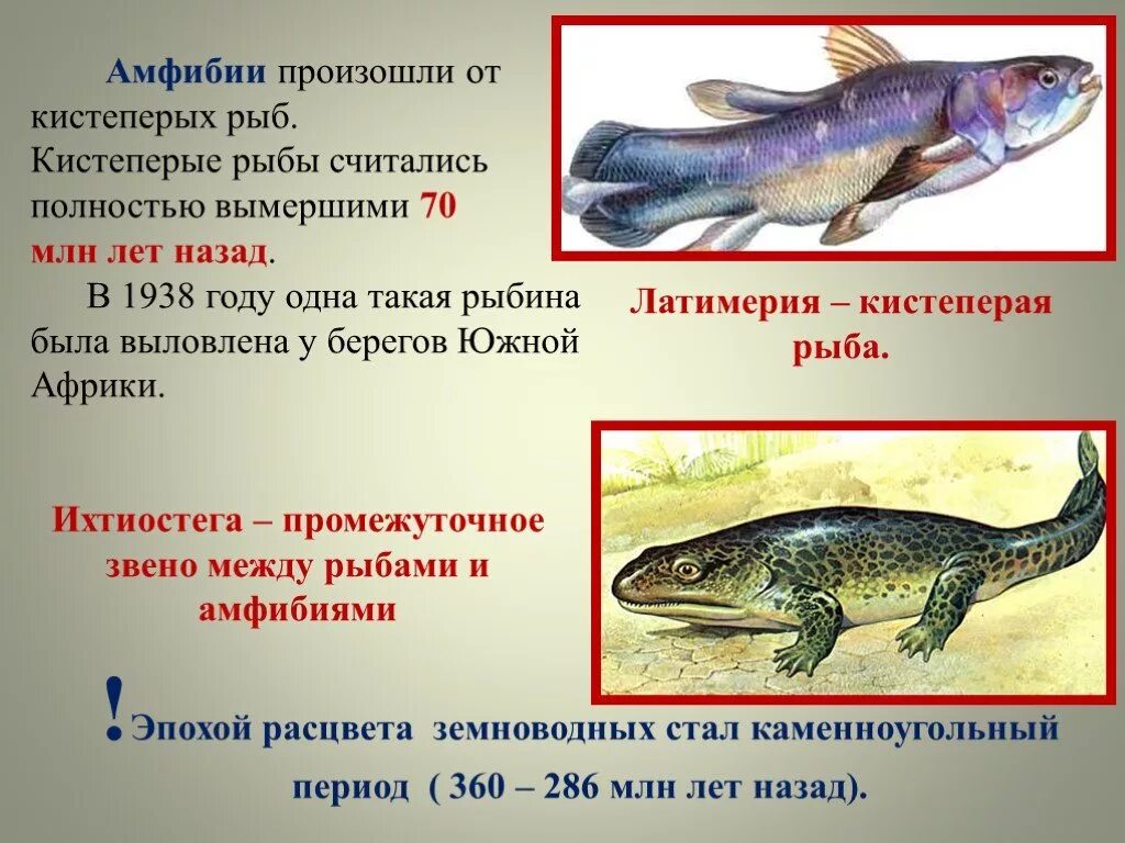 Кто является вымершим предком земноводных. Кистеперая рыба латимерия. происхождение земноводных от кистеперых рыб. от кистеперых рыб произошли. кистеперые рыбы и амфибии.