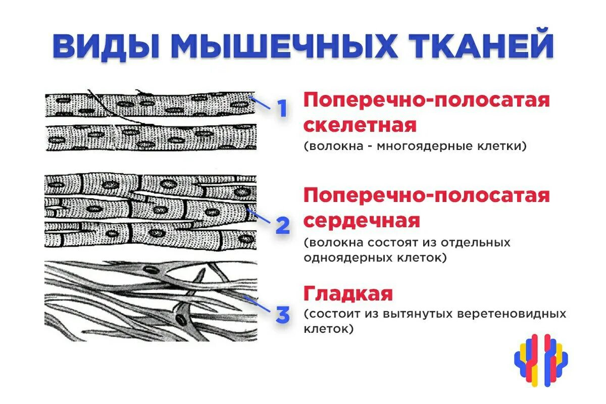 Какие функции выполняет гладкая ткань. Поперечно полосатая мышечная ткань строение рисунок. Строение гладкой и поперечно полосатой мышечной ткани. Тип ткани поперечно полосатая сердечная. Поперечнополосатая мышечная ткань Тип ткани.