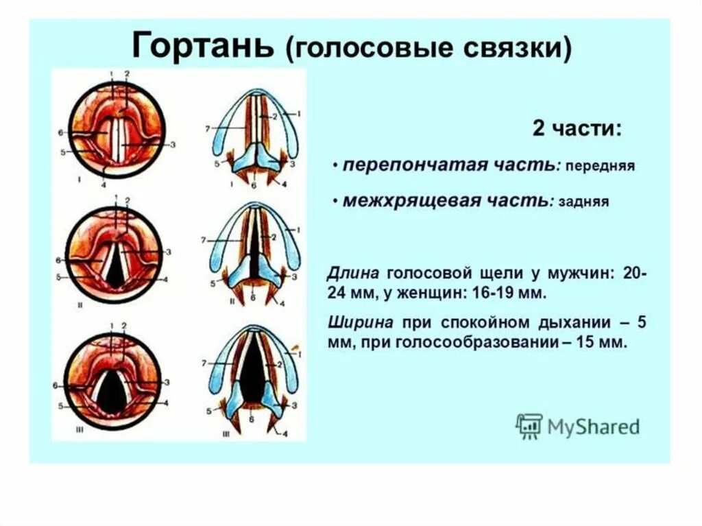 От чего зависят голосовые связки. Голосовые связки анатомия строение. Голосовая связка гортани. Положение голосовых связок.