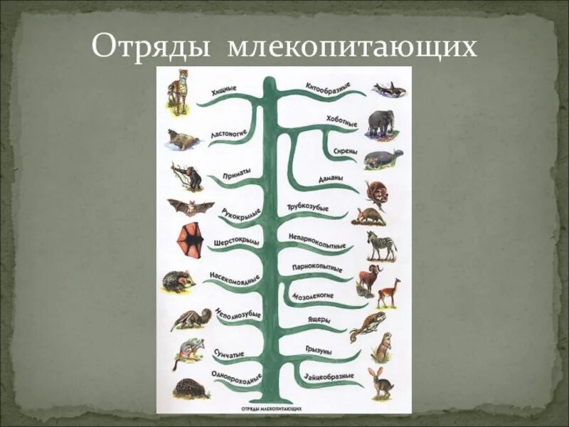 Отряды животных. Все отряды млекопитающих. Класс млекопитающие отряды. Биология отряды млекопитающих. Представители класса звери