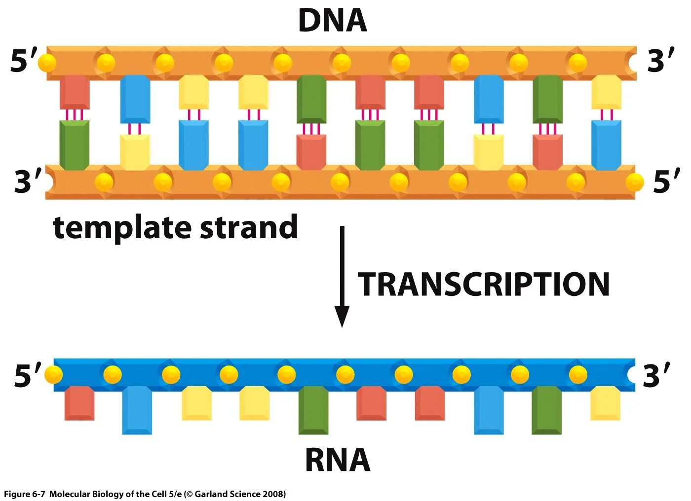 Single-Stranded RNA. RNA Strands. Транскрипция ДНК. Транскрипция РНК этапы.