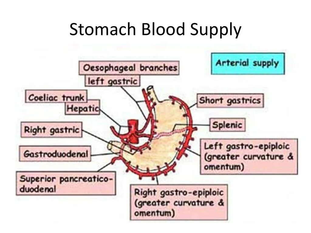 Перемешивание пищи в желудке. Stomach перевод на русский. Stomach перевод на русский. In my tummy перевод. Stomach перевод на русский.