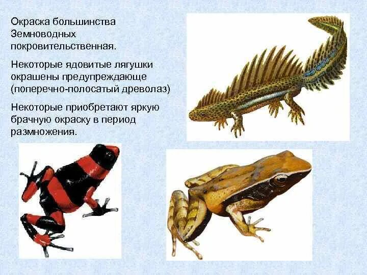 Когда появились первые позвоночные животные. Первые позвоночные животные. Земноводные первые позвоночные животные. Покровительственная окраска лягушки. У большинства земноводных.