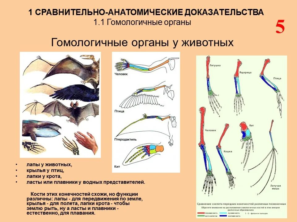 Представитель высших позвоночных приспособленных к развитию. Гомологичные и аналогичные органы доказательства эволюции. Примеры гомологичных органов у животных. Гомологичные органы это биология 11 класс. Гомологичные конечности животных.