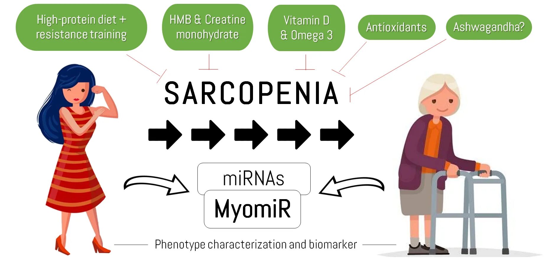 Саркопения лечение отзывы. Саркопения. Саркопения картинки. Признаки саркопении. Саркопения у девушек.
