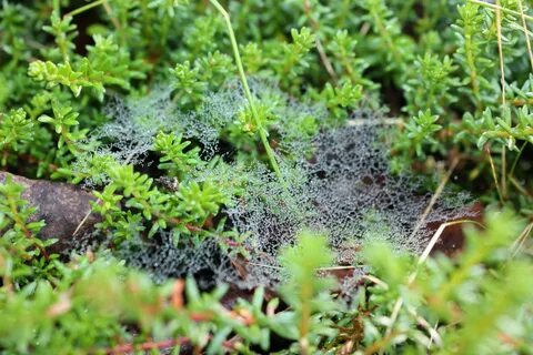 Почвенные зеленые водоросли гадюка обыкновенная мох сфагнум