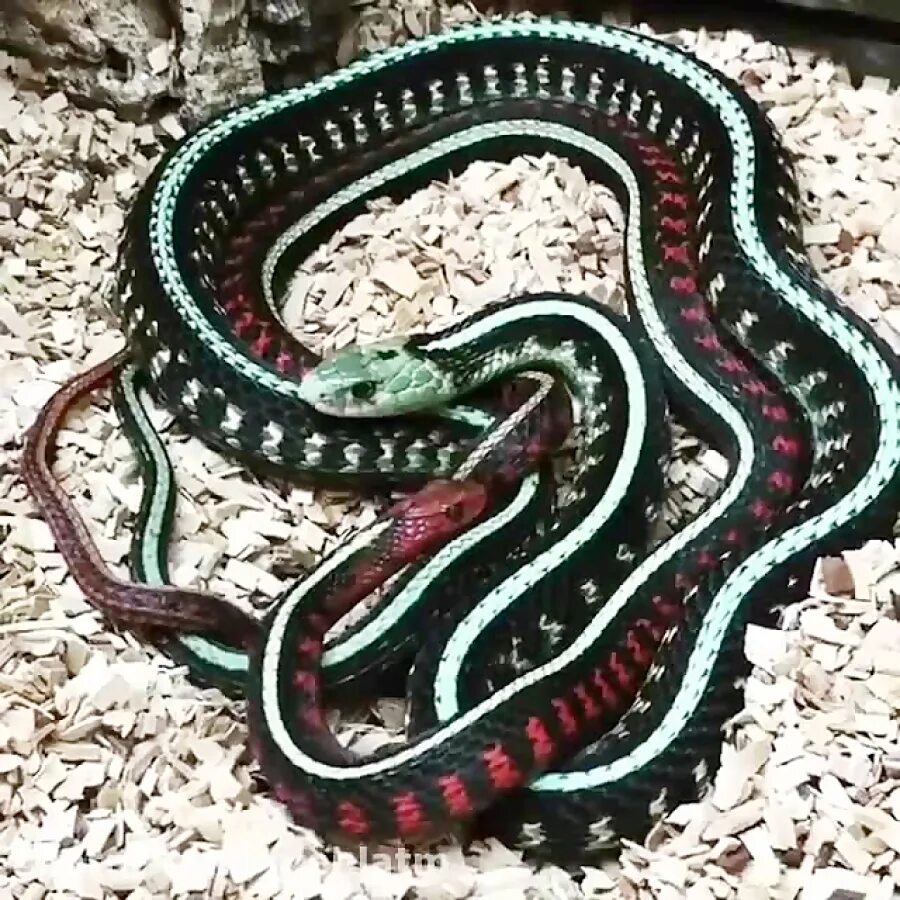 Из чего сделан змей. Thamnophis sirtalis concinnus. Земноводные гадюка. Стройная подвязочная змея Thamnophis elegans. Просто змей.