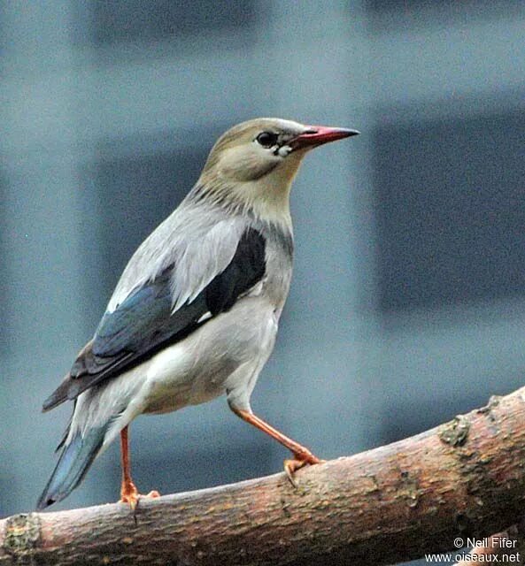 Rosy Starling by Tony Hovell - BirdGuides