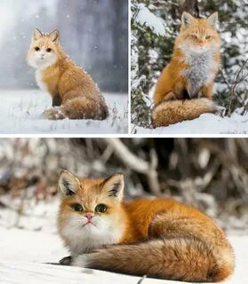 Лиса относится к собакам или кошкам