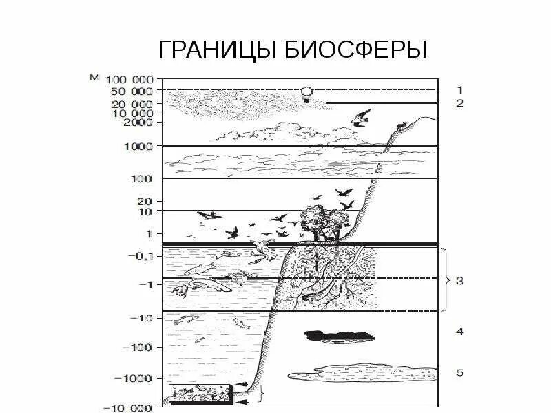 Распространении биосферы. Границы биосферы схема. схема границ биосферного комплекса. слои биосферы рисунок. схема границы биосферы экология.
