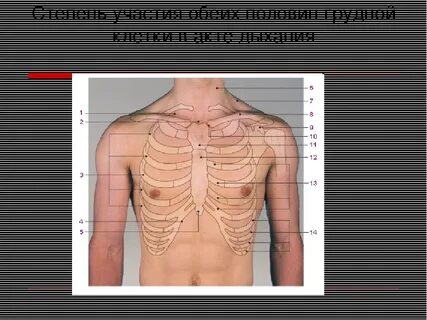 Шею верхнюю грудной клетки