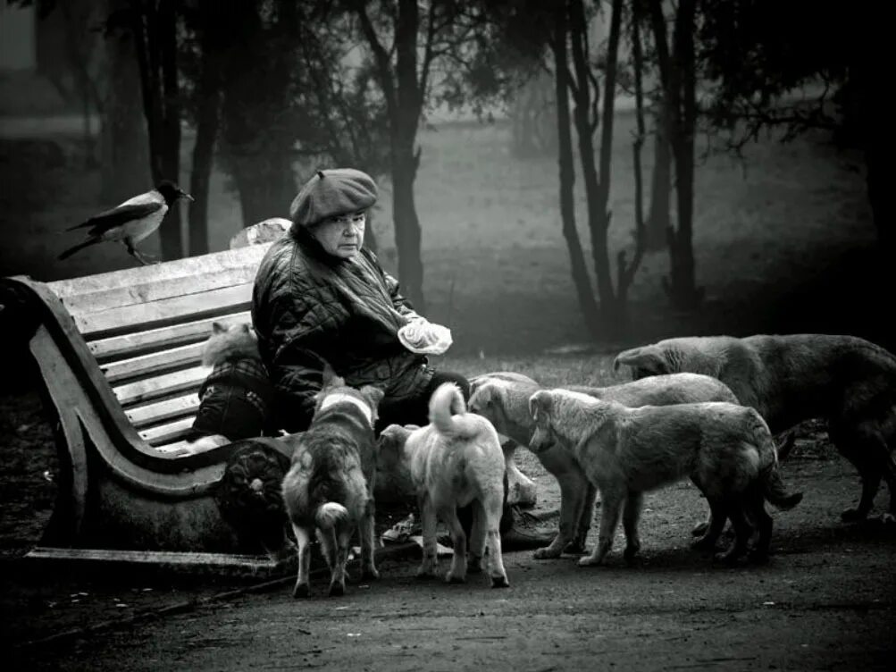 Сострадательная девочка. Доброта животных. Милосердие и сострадание к животным. Сострадание к животным. Человечность к животным.