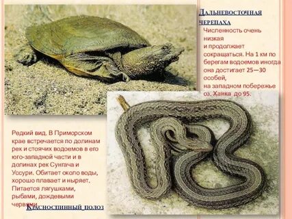 Красная книга в приморском крае