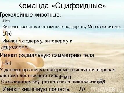 4 трехслойные животные