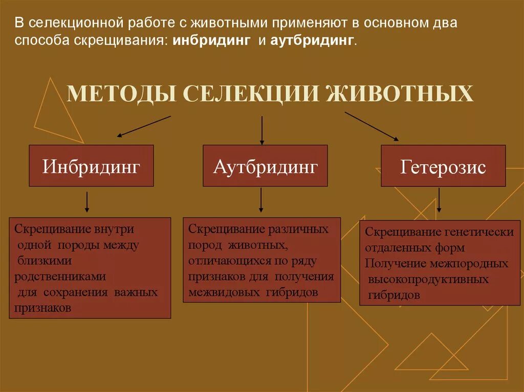 Селекция презентация 10 класс. Методы селекции животных схема. Метод селекции растений животных и микроорганизмов. Методы селселекции животных. Селекция методы селекции.