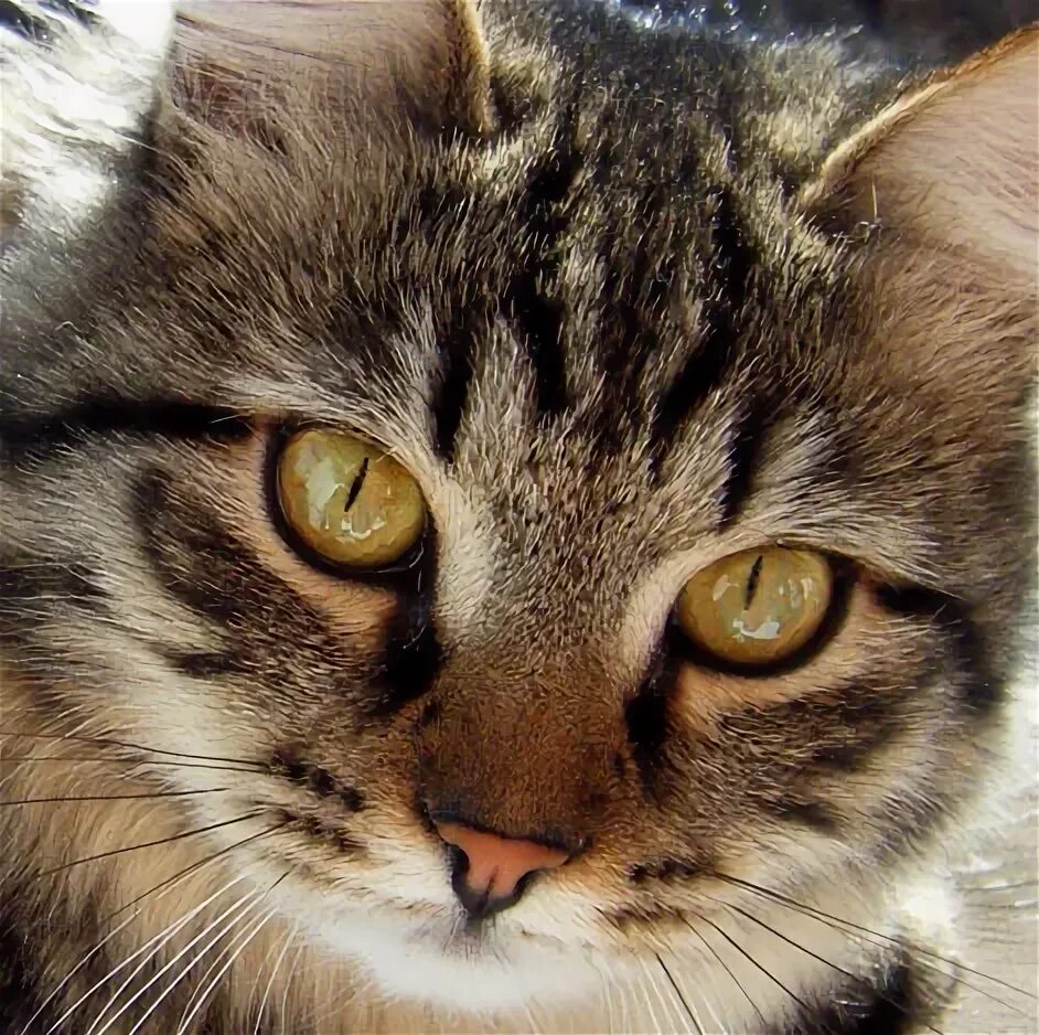 Лицо котенка. Живые кошки. Котиков м м. Кот маскот. Порода котов с м на лбу.