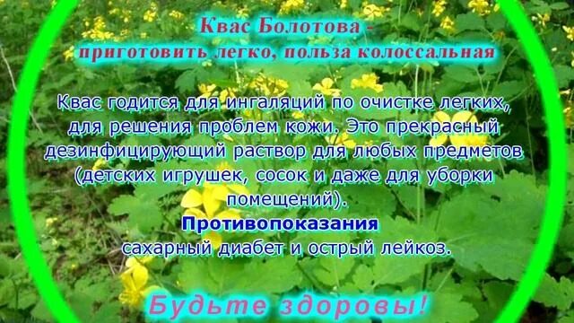 Квас болотова на чистотеле на сыворотке. Квас из чистотела по болотову. Квас из чистотела на сыворотке по болотову. Квас из чистотела. Сыворотка болотова на чистотеле.