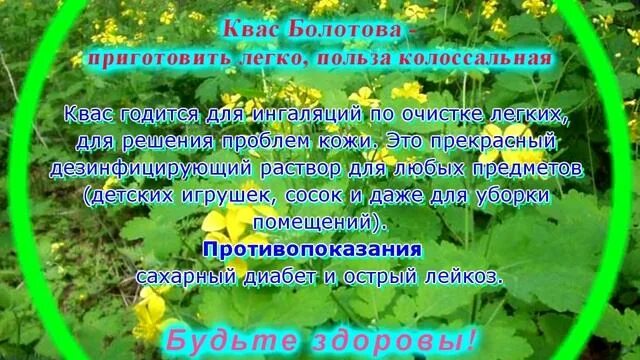 Квас на чистотеле по Болотову. Квас из чистотела на сыворотке по Борису Болотову. Квас Болотова на чистотеле рецепт. Квас Бориса Болотова на чистотеле.