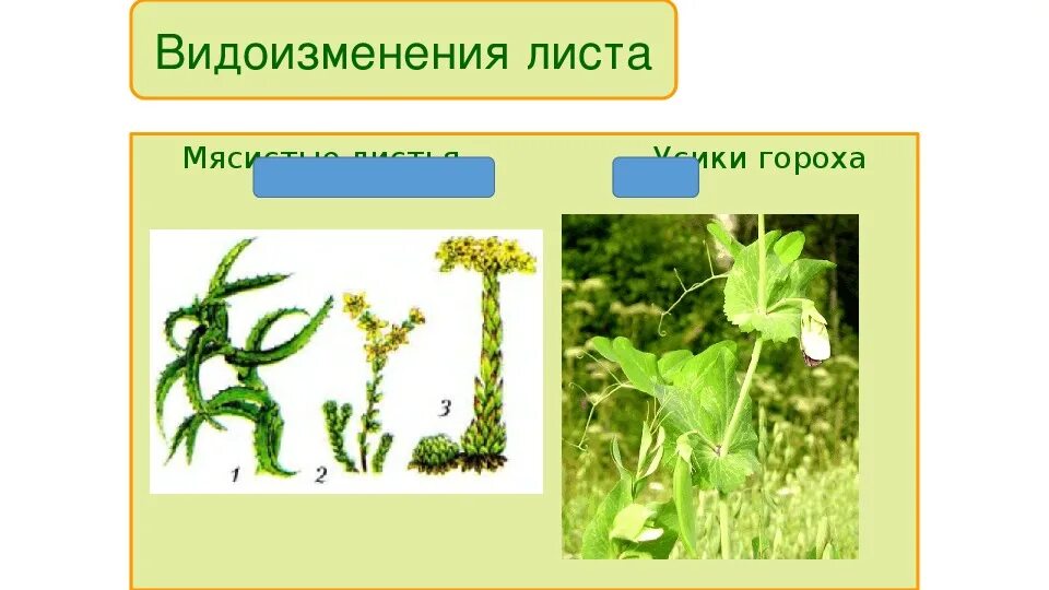 Видоизменения листьев. Горох видоизменение листьев. Видоизменения листьев усики. Видоизменения листьев 6 класс.