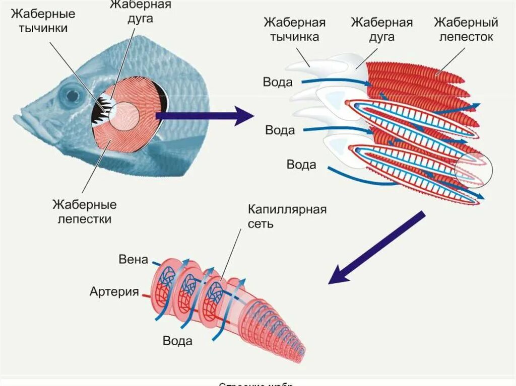 Какую функцию выполняют жабры у китовой акулы. Дыхательная система рыб схема. Дыхательная система жаберные лепестки. Строение жаберной дуги. Строение жаберного лепестка рыб.