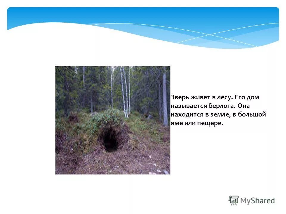 Как называется берлога медведя. Берлога медведя изнутри. Бурый медведь зимой в берлоге. Спящий медведь в берлоге. Берлога медведя.