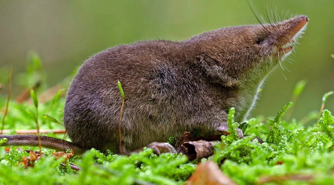 выхухоль русская (desmana moschata). русская выхухоль desmana moschata linnaeus, 1758. русская выхухоль desmana moschata linnaeus, 1758. пиренейская выхухоль. водяная крыса ондатра.