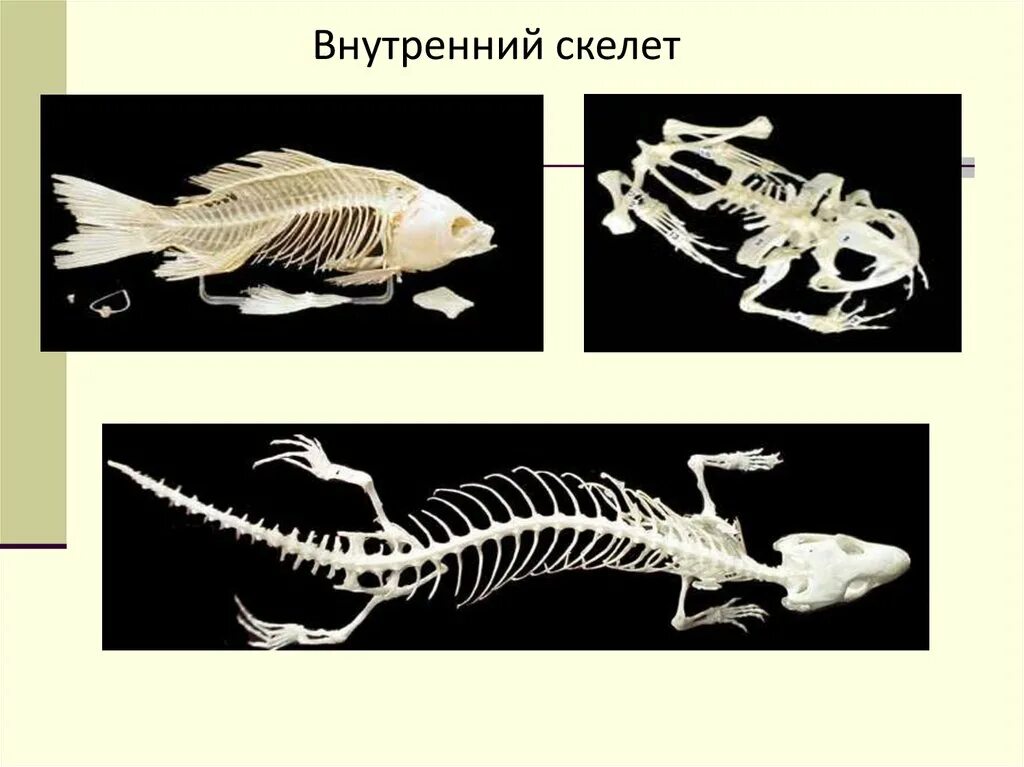 Внутренний скелет животных. Внутренний скелет. наружный скелет. внутренний скелет и наружный скелет. наружный и внутренний скелет у животных.