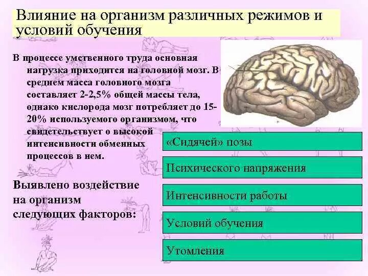 Факторы влияющие на мозг. Умственные нагрузки влияние на организм. Влияние на организм умственного труда. Влияние различных режимов и условий обучения. Факторы негативно влияющие на головной мозг.