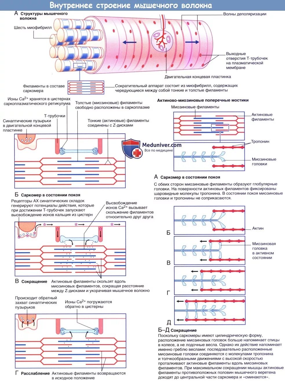 Последовательность мышечных элементов. Схема возбуждения и сокращения скелетного мышечного волокна.. Двигательная единица иннервация мышечного волокна. Сокращение мышц саркомер. Строение саркомера мышечного волокна Ross.
