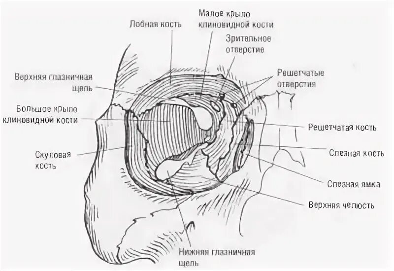 1 строение глазницы. Медиальная стенка глазницы анатомия. Стенки орбиты строение анатомия. Костные стенки глазницы анатомия. Переднее решетчатое отверстие глазницы.