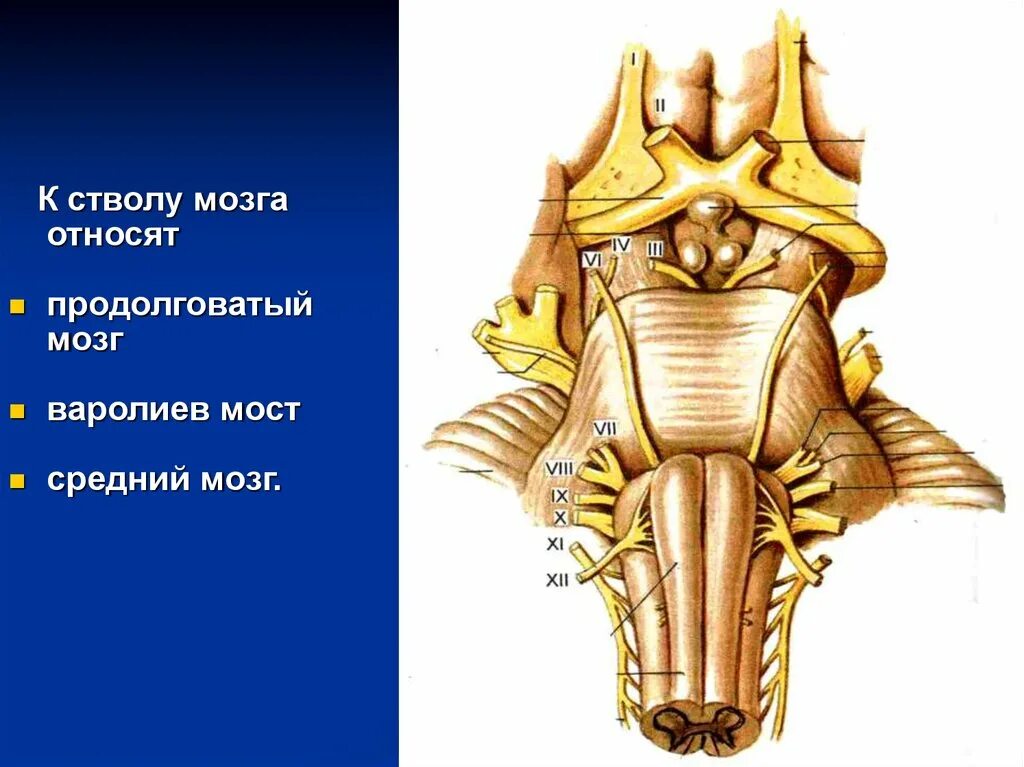 Ствол мозга вид спереди. Дорсальная поверхность ствола мозга. Мостомозжечковый угол. Ствол мозга это продолговатый мозг.