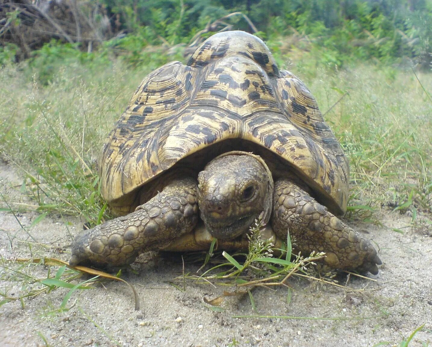 Geochelone pardalis. Глазчатая черепаха Сухопутные черепахи. Леопардовая черепаха. Африканская черепаха. Черепахи быстро бегают