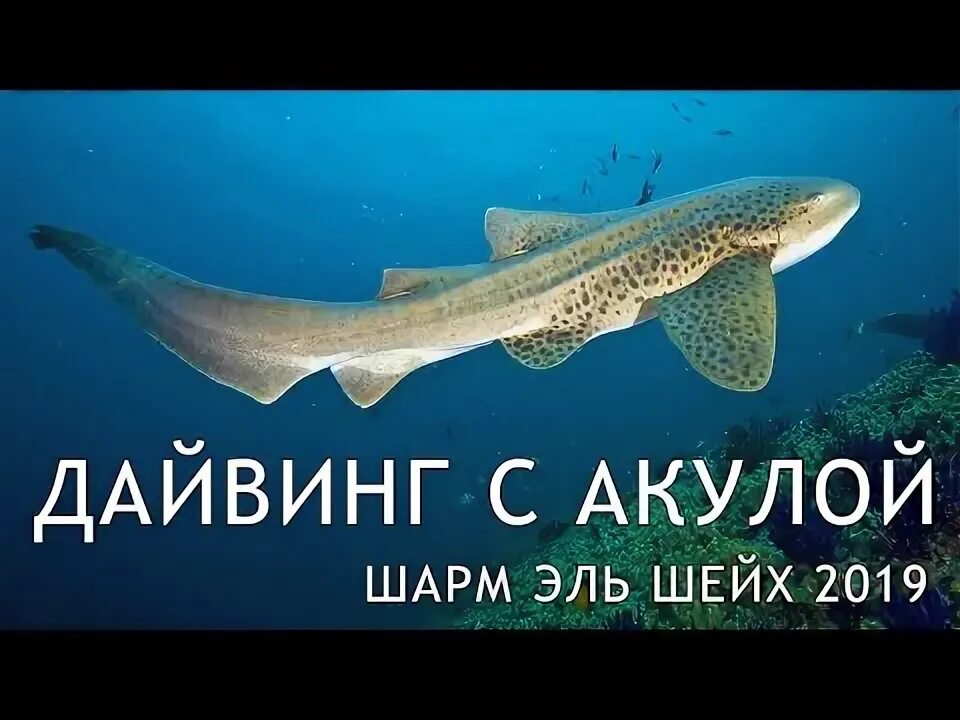 Акула в шарме сентябрь 2025. Китовая акула в шарм эль шейхе. дайвинг с акулами в египте.