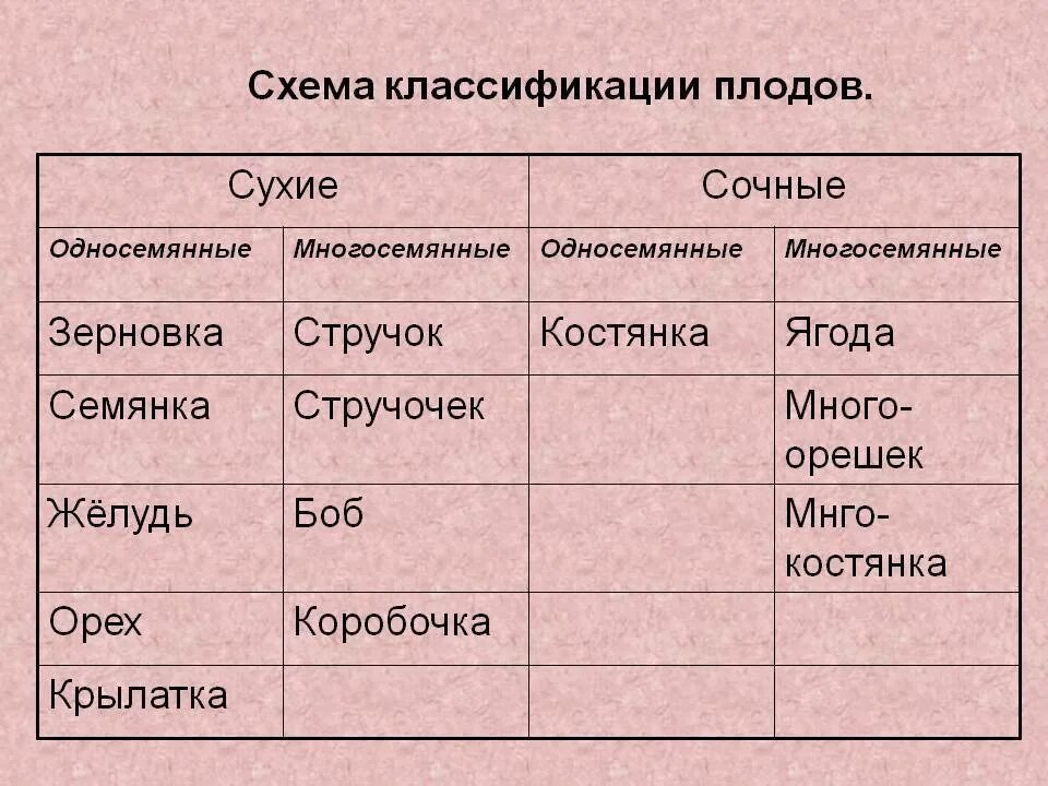 Классификация плодов таблица 6 класс по биологии. Схема многообразие плодов 6 класс биология. Плоды классификация плодов таблица. Схема классификация плодов 6 класс по биологии.