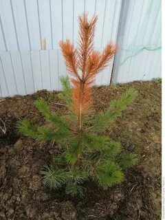 Весной желтеют сосны
