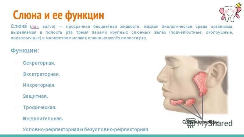 Функции слюнных желез в пищеварительной системе. Роль слюнных желез в пищеварении у млекопитающих. Слслюнные железы функции. 3 функции слюнных желез. Секреторная функция слюнных желез.