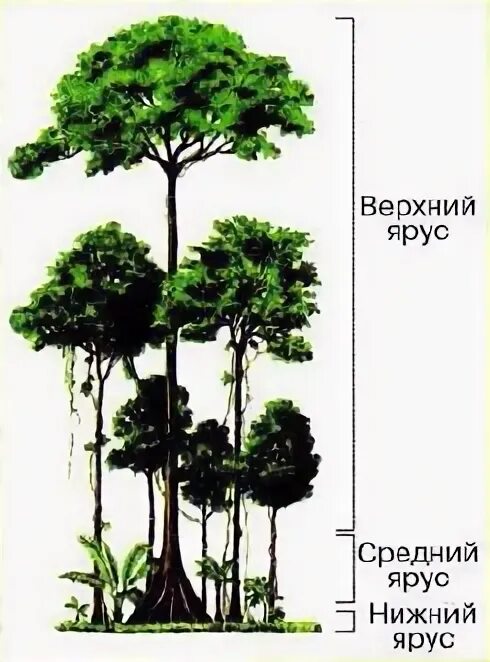 Ярусность выражена слабо. Ярусность выражена слабо