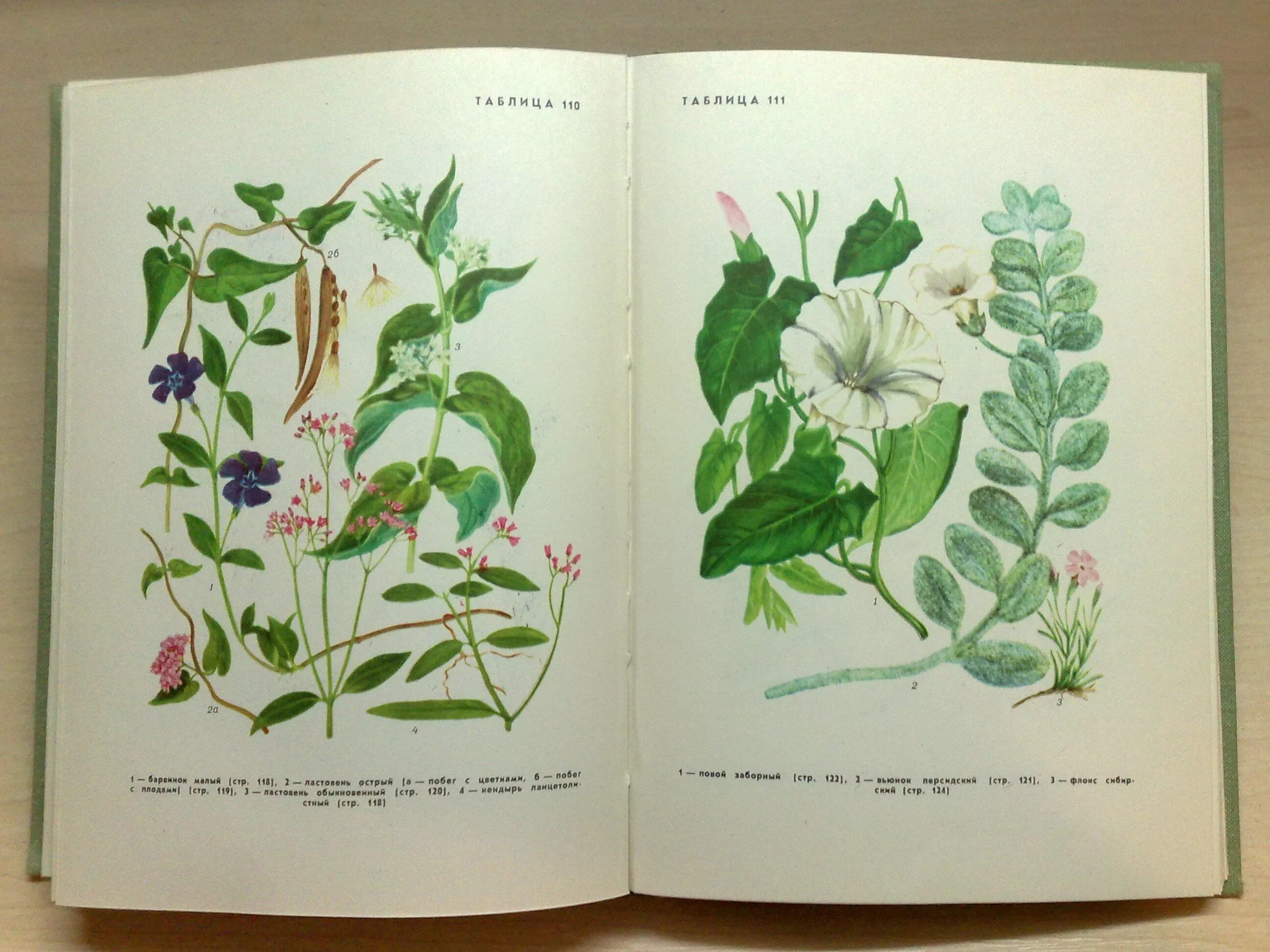 Ботанический атлас Моррис. Ботаническая иллюстрация. Ботанические книги. Иллюстрированные книги о растениях. Ботаника хочет