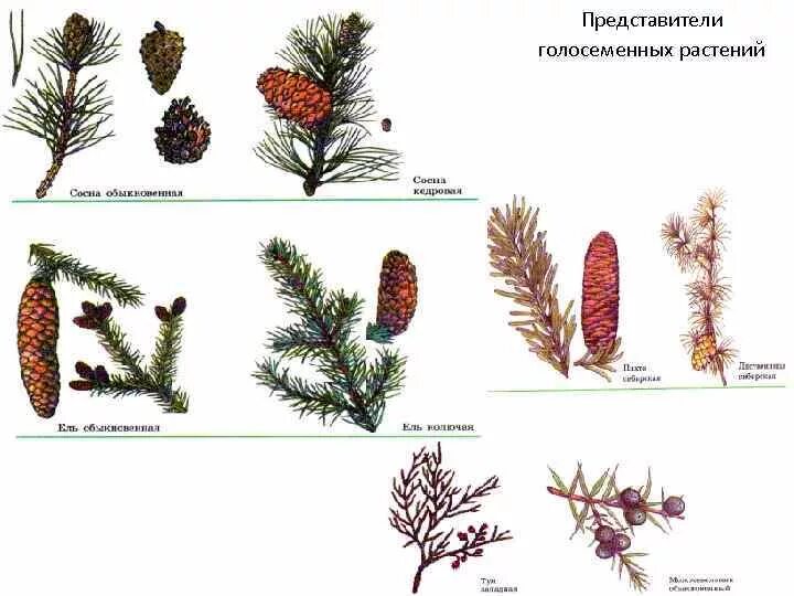 Приведи 3 примера голосеменных растений. Представители хвойных голосеменных. Представители отдела голосеменных растений. Представители голосеменных растений 5 класс. Представитель голо Симиных.