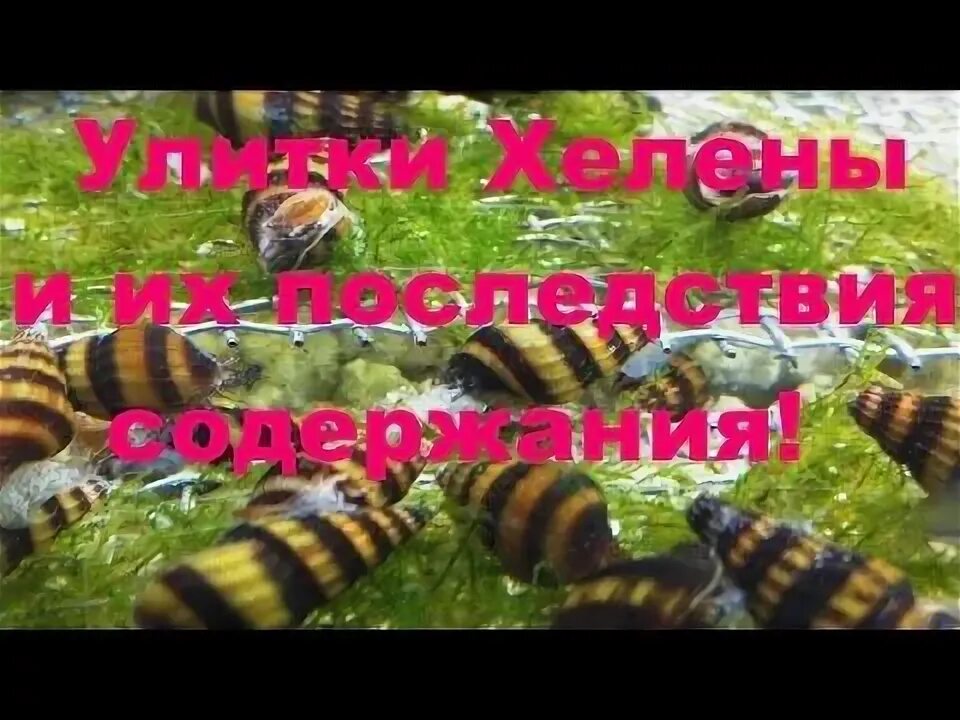 Содержание хелен. Улитка хелена.