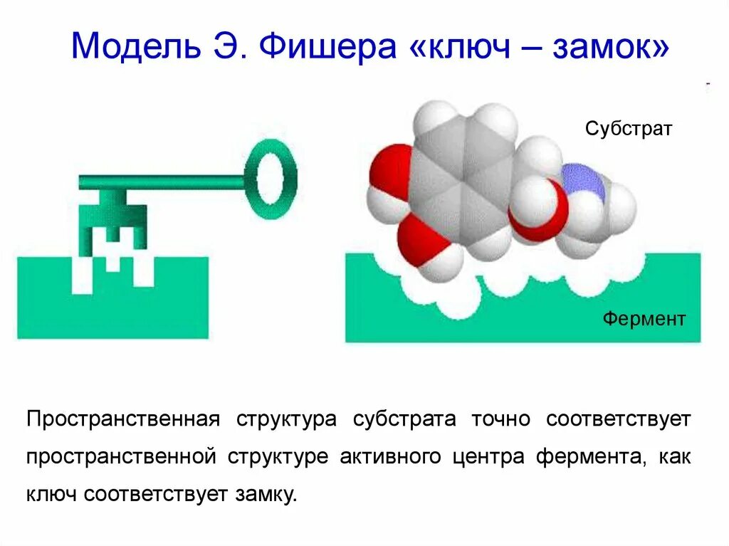 Гипотеза фишера