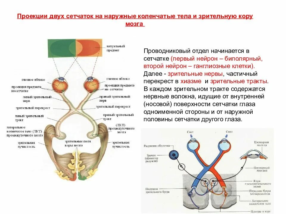 Зрительный нерв в головной мозг. Зрительный нерв хиазма зрительный тракт. Перекрест зрительного нерва. Зрительный анализатор зрительный Перекрест. Хиазма зрительного нерва строение.