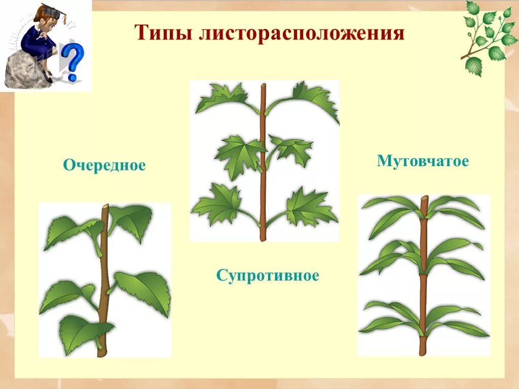 Лист и листорасположение 6 класс презентация. Традесканция листорасположение. листорасположение сирени обыкновенной. люпин листорасположение. яблоня листорасположение.