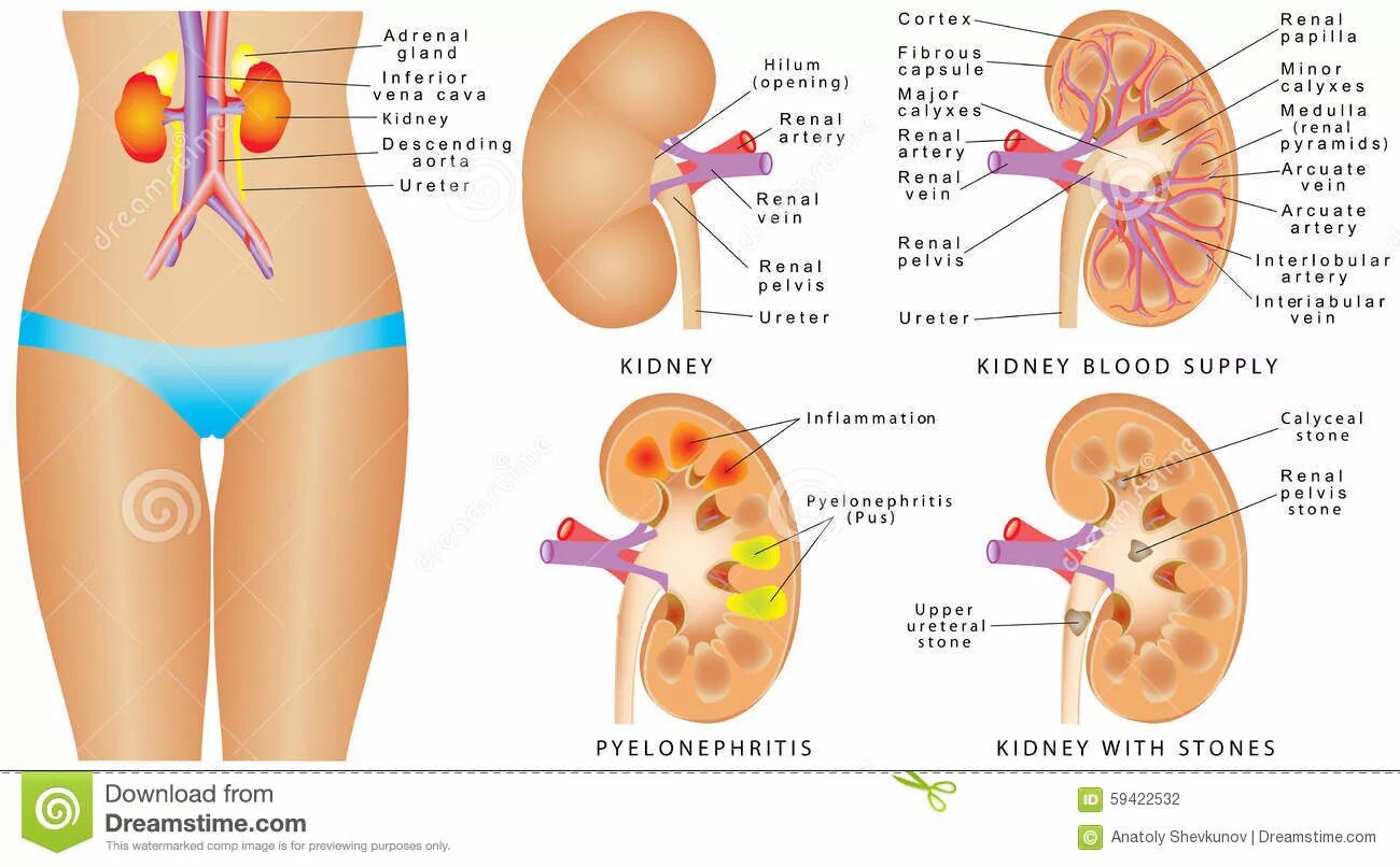 Строение почки 3д. Может ли быть у человека 3 почки. Масса почки. Бывает ли у человека 3 почки. Анатомия почек человека синельников.