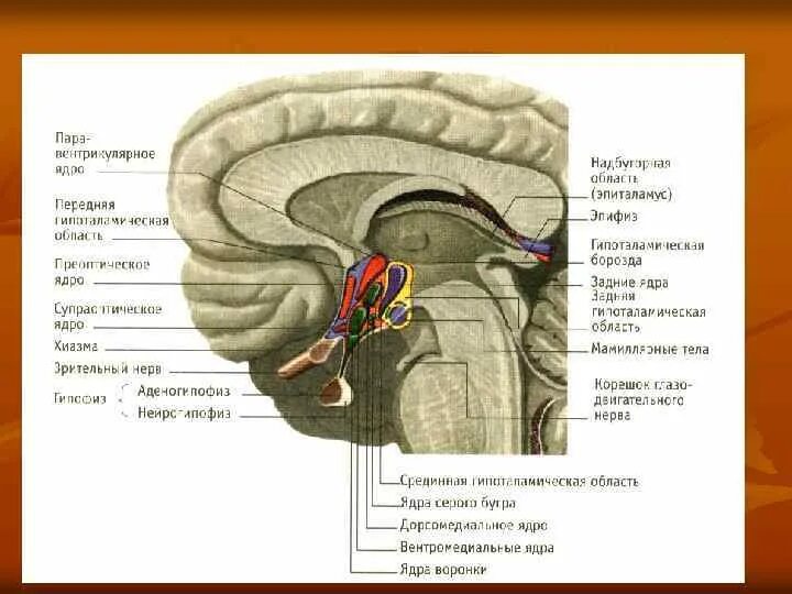 Таламус гипоталамус эпиталамус метаталамус. Таламус мрт анатомия. Таламус на кт анатомия. Промежуточный мозг таламус гипоталамус эпиталамус метаталамус.