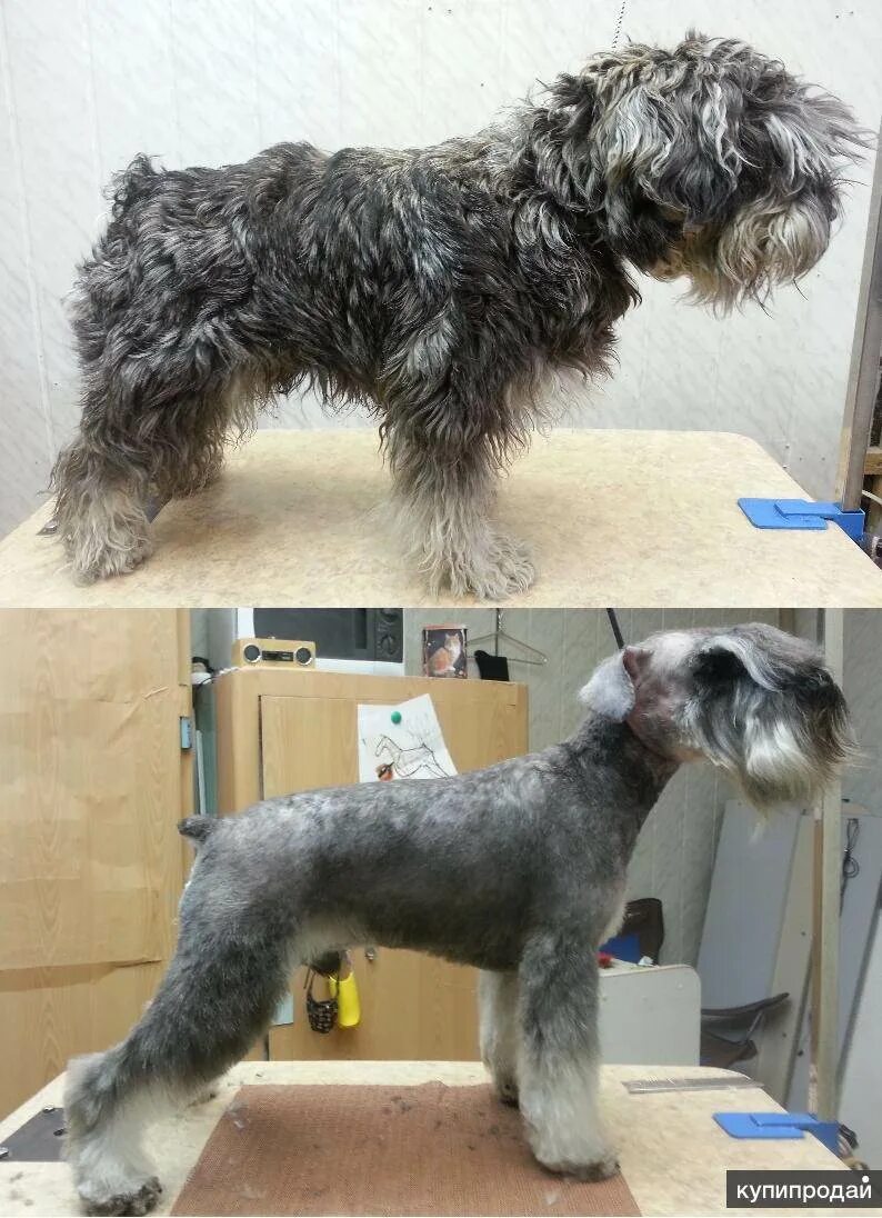 Цвергшнауцер стрижка тримминг. Тримминг фокстерьера жесткошерстного. Цвергшнауцер выставочный тримминг. Ретро тримминг фокстерьер. Samuelson тримминг.